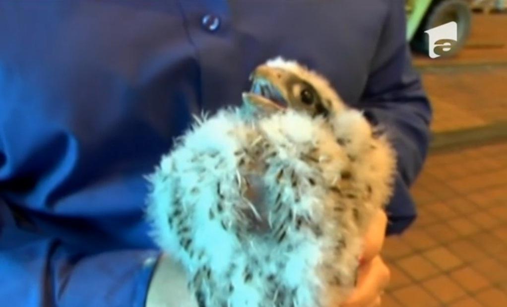 C&acirc;ţiva pui de şoim au dat peste cap o centrală electrică din SUA