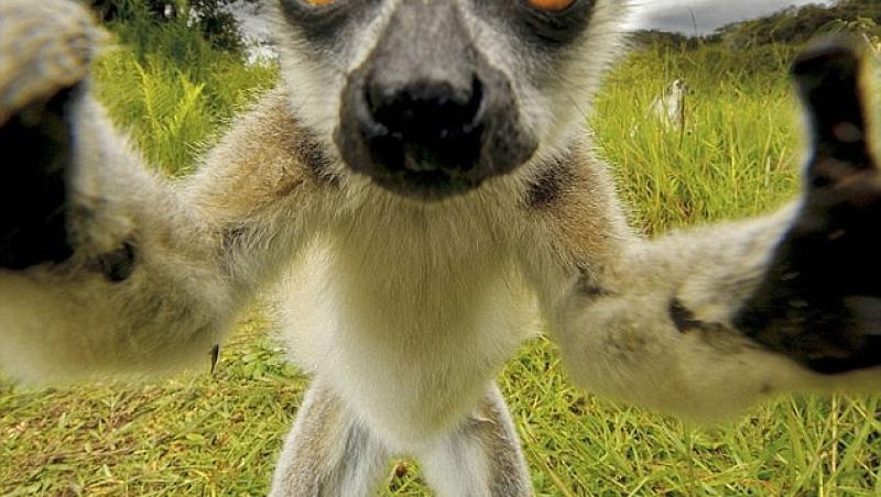 Fotografiile acestea îţi vor însenina ziua! Cele mai drăguţe animale îşi fac selfie!