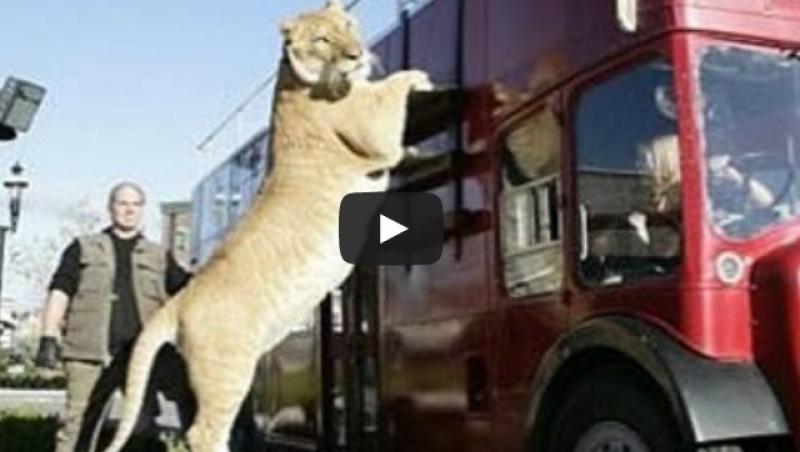 VIDEO! Animalul care a cucerit internetul: Pe cât este de mare, pe atât e de prietenos!