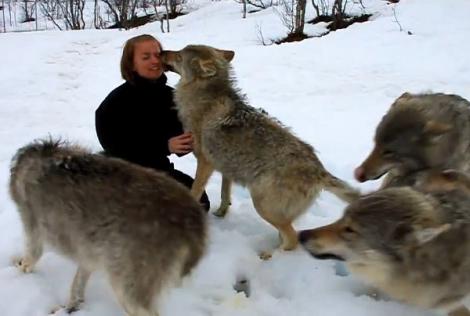 Video! O reuniune incredibilă dintre o haită de lupi și o femeie