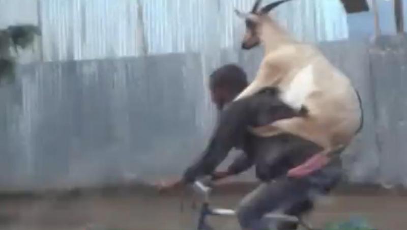 VIDEO! A plecat la plimbare cu capra în spate, pe bicicletă