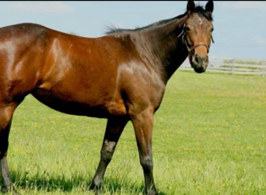 Intervenție spectaculoasă! Un cal a fost salvat de salvamontişti dintr-o r&acirc;pă ad&acirc;ncă de 15 metri