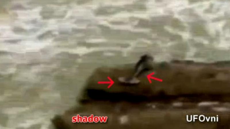 ULUITOR! Au filmat o sirenă în timp ce sărea în apă, iar imaginile fac înconjurul lumii, pe internet!