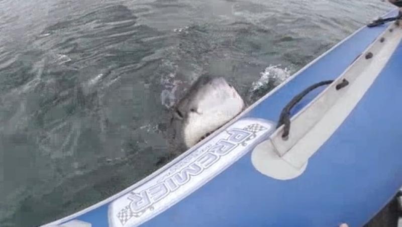Video ULUITOR! Nebun să fii, pasiune să ai: Câțiva scafandri au filmat un rechin în timp ce le ataca barca gonflabilă!