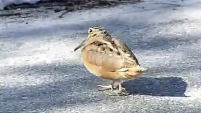 VIDEO! O pasăre traversează strada în paşi de dans