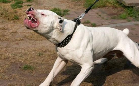 REVOLTĂTOR: Un copil din Brăila a fost muşcat de un pitbull! C&acirc;inele a atacat la comanda stăp&acirc;nului
