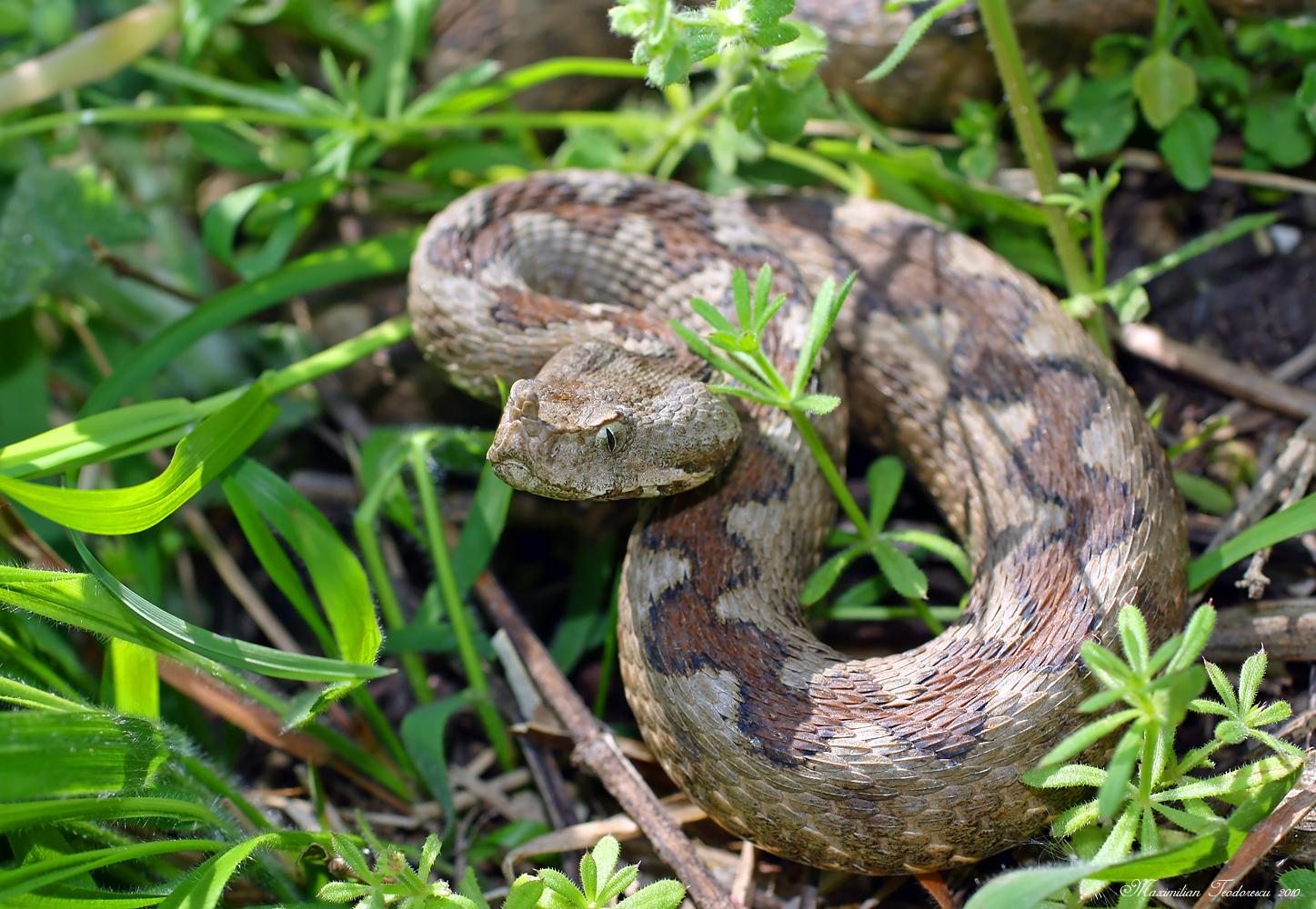 Oamenii din Mehedinţi, &icirc;n alertă! Trei persoane au fost atacate de vipere