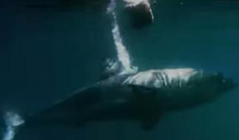 VIDEO: Un rechin de TREI METRI a fost înghiţit cu totul de un MONSTRU MISTERIOS