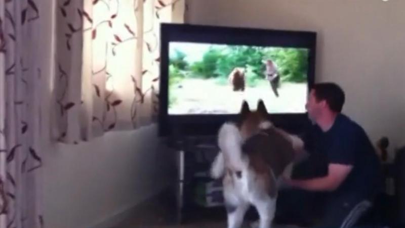 Un câine îşi apără stăpânul de urşii de la televizor