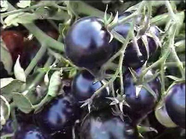 Roşiile negre, mină de aur pentru agricultori