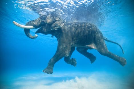 Senzațional! Elefanții fac scuba-diving