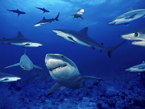 Un nou trend îți pune curajul la încercare: Şedinţă foto, printre rechini!