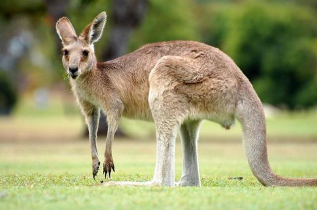 Operaţie inedită la Suceava! Pacientul: un cangur!