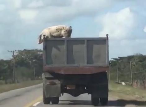VIDEO: Zboară, porcule, zboară! "Ghiţă" a reuşit o evadare spectaculoasă dintr-un camion aflat în mers