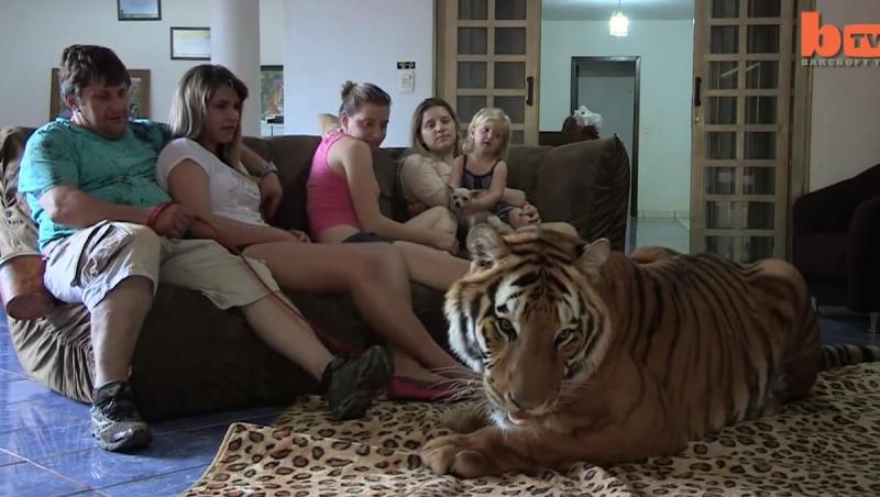 Tigrul, animal de companie pentru o familie din Brazilia