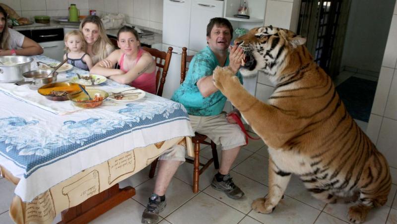 Tigrul, animal de companie pentru o familie din Brazilia