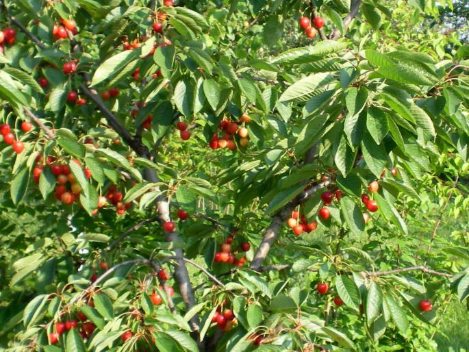 A plecat după cireşe şi a ajuns &icirc;n stare gravă, la spital!