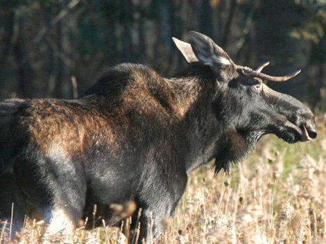 Un t&acirc;năr din Tulcea se luptă să trăiască, după ce un elan l-a băgat &icirc;n comă