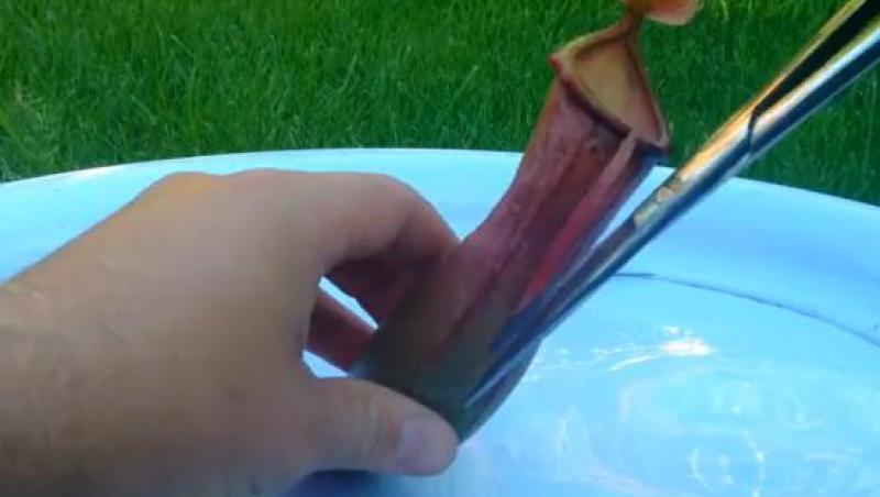 VIDEO! Iată ce mănâncă o plantă carnivoră!