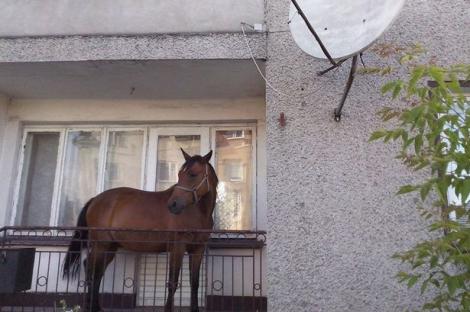 Oamenii de pe o stradă din Polonia au rămas blocaţi! Le zâmbea un cal, de pe balcon!
