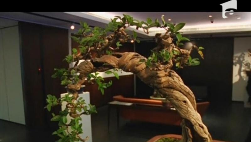 O colecţie impresionantă de bonsai aşteaptă un cumpărător cu 130.000 de dolari în buzunar