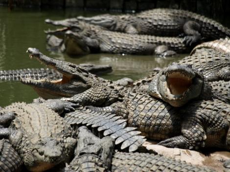 Salvată în ultima clipă! O australiancă a căzut într-un râu plin de crocodili