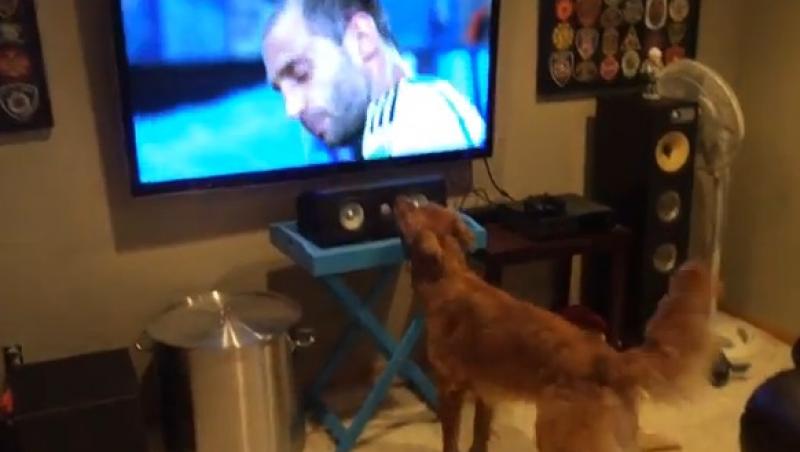 Un câine, cel mai înfocat fan al Cupei Mondiale!