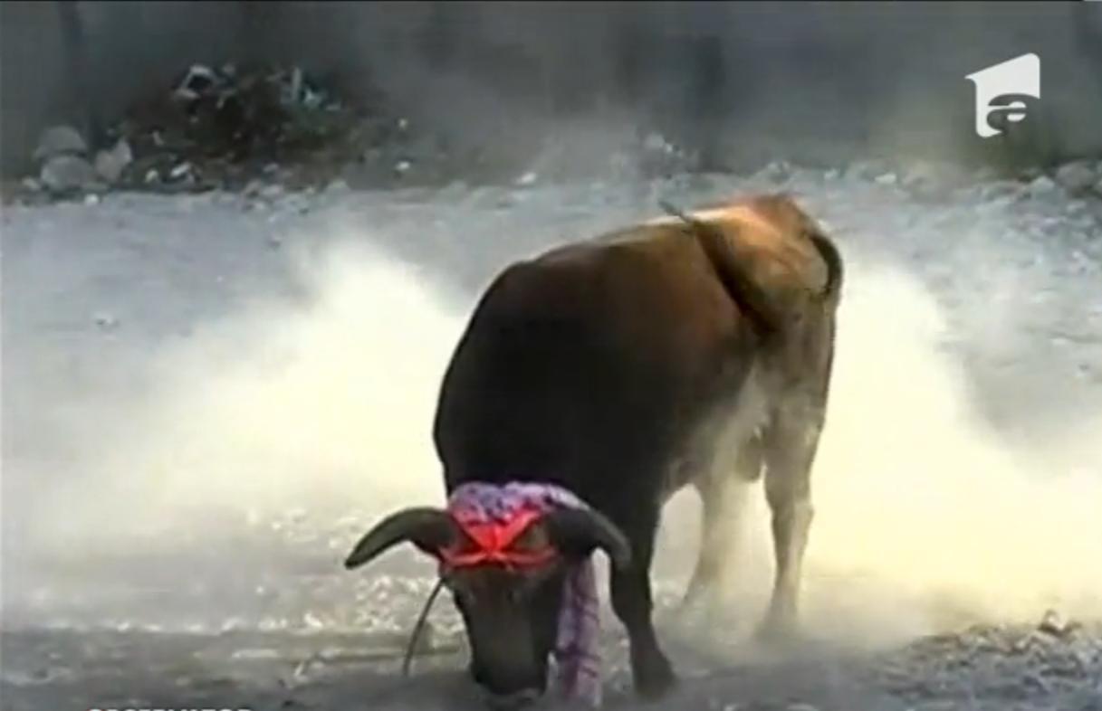 Coridă pentru amatori, cu toreadori "ameţiţi", &icirc;n Peru