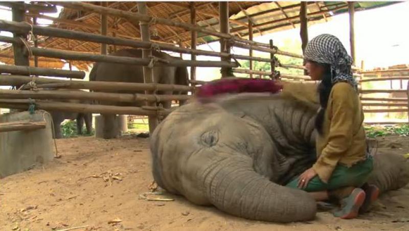 VIDEO! Nu e desen animat: Un elefant adoarme şi sforăie când aude un cântec de leagăn