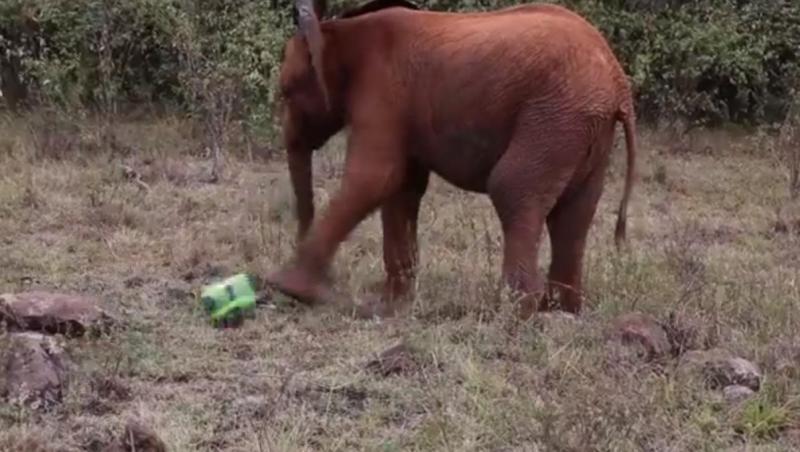 Elefanţii joacă fotbal