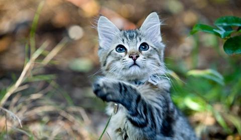 O pisică acrobat a stat două zile pe un acoperiș