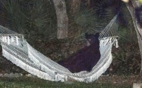 VIDEO! Şi animalele au nevoie de relaxare: Un urs s-a culcat într-un hamac
