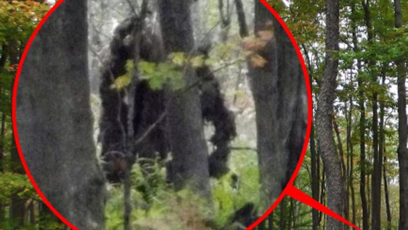 Bigfoot în pădure
