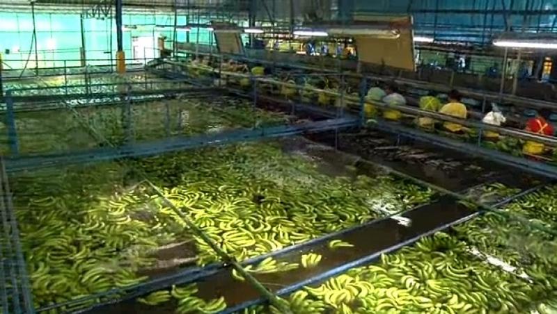 VIDEO! Te-ai gândit vreodată ce se întâmplă cu bananele, înainte să fie cumpărate din piețe si supermarketuri?