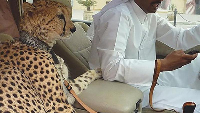 Galerie FOTO! Minunile din Dubai: Cămile parcate precum maşinile, rechini mâncaţi de lei şi tigri plimbaţi cu lesa