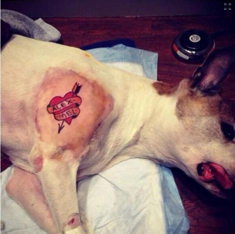 Câini cu tatuaje şi piercing-uri: Iată ce i-a făcut un american patrupedului său!