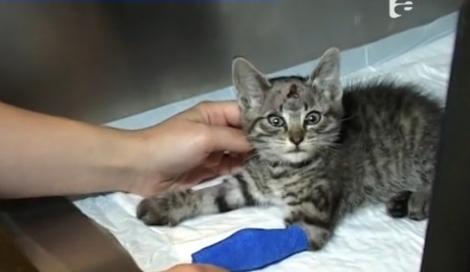 MIRACULOS! Un pui de pisică a supraviețuit după ce a fost împuşcat în cap!