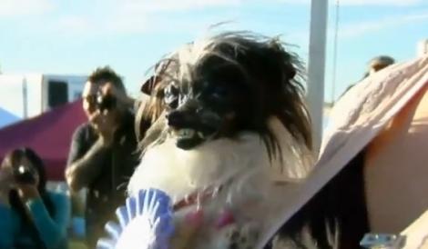 VIDEO! Acesta este cel mai urât câine din lume!
