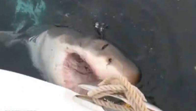 Un pescar a fost jefuit în larg, de un rechin