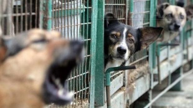 C&acirc;inii maidanezi NU mai pot fi eutanasiați