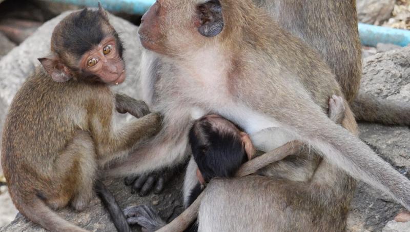 VIDEO: I-a FURAT telefonul şi i-a PLESNIT iubita! Vorbim despre o... maimuţă