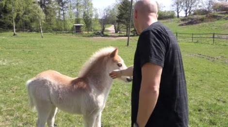 VIDEO: Un bărbat se laudă că VORBEŞTE pe limba cailor! Vezi cât de bine se înţelege cu animalele
