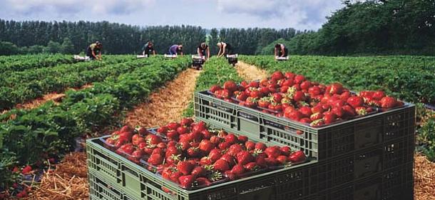 M&acirc;ncăm de la alții! Vremea ur&acirc;tă a afectat considerabil producţia de fructe din acest an