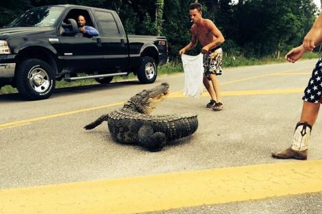 Nebunie curată! Au vrut să prindă un crocodil aflat în mijlocul străzii! Ce s-a întâmplat după întrece orice imaginaţie