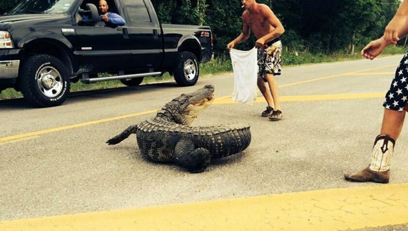 Câţiva prieteni au vrut să prindă un crocodil cu mâinile goale