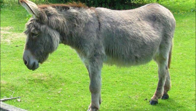 Măgăruşii, pe post de încărcătoare, în Turcia