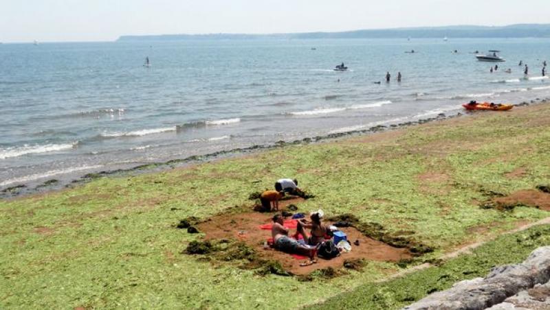 O plajă din Anglia s-a făcut verde, din cauza unei invazii de alge
