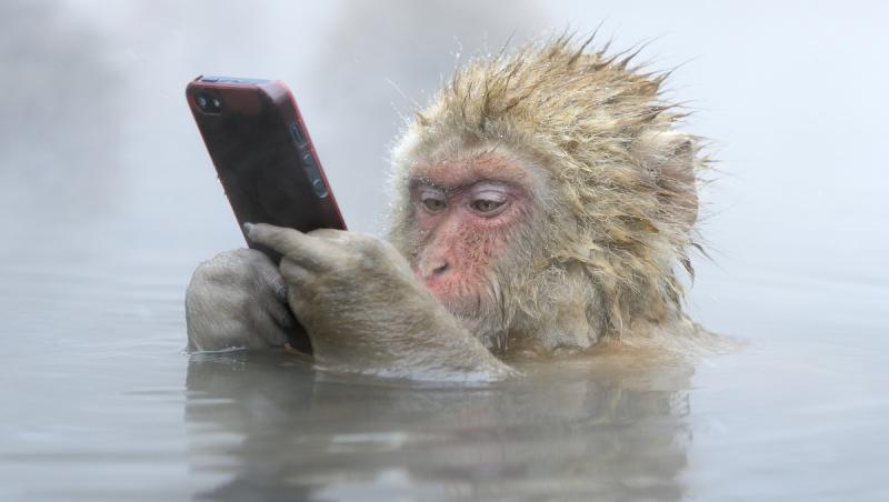 Ai mai văzut aşa ceva? Maimuţa aceasta mânuieşte telefonul mai ceva ca un om!