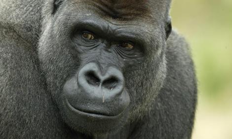 Transformare prea reușită: Un bărbat costumat în gorilă a fost confundat cu un animal de la ZOO și împușcat