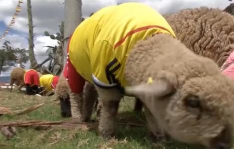 VIDEO! Columbienii au sărbătorit calificarea la Campionatul Mondial cu un meci între oi